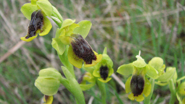 Ophrys lutea. Orchidées de Provence. Bouches du Rhône. SFO PCV Société Française d'Orchidophilie de Poitou-Charentes et Vendée. 