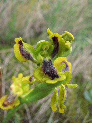 Lusus d'Ophrys lutea. Orchidées de Provence. Bouches du Rhône. SFO PCV Société Française d'Orchidophilie de Poitou-Charentes et Vendée. 