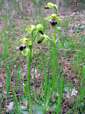 Ophrys lupercalis. Orchidées de Provence. Bouches du Rhône. SFO PCV Société Française d'Orchidophilie de Poitou-Charentes et Vendée. 
