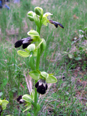 Ophrys lupercalis. Aurons. Orchidées de Provence. Bouches du Rhône. SFO PCV Société Française d'Orchidophilie de Poitou-Charentes et Vendée. 