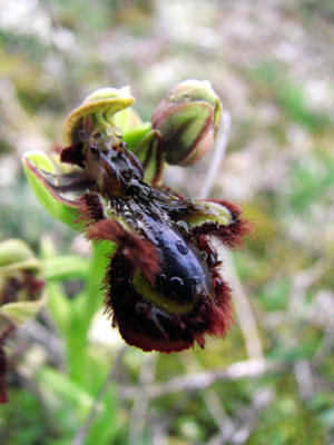 Ophrys speculum ou Ophrys ciliata. Aurons. Orchidées de Provence. Bouches du Rhône. SFO PCV Société Française d'Orchidophilie de Poitou-Charentes et Vendée. 