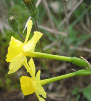 Narcissus assoanus. Orchidées de Provence. Bouches du Rhône. SFO PCV Société Française d'Orchidophilie de Poitou-Charentes et Vendée. 