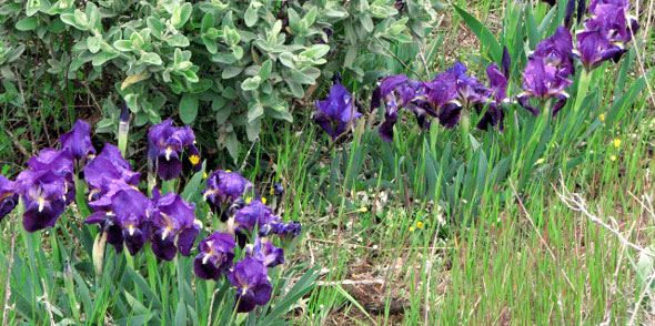 Iris lutescens. Orchidées de Provence. Bouches du Rhône. SFO PCV Société Française d'Orchidophilie de Poitou-Charentes et Vendée. 