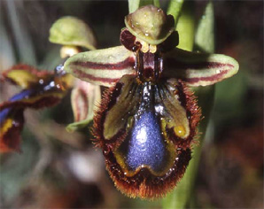 HORS REGION - ITALIE - Les Orchidées de Sicile (5) Ophrys speculum. Photo SFO PCV.