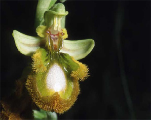 HORS REGION - ITALIE - Les Orchidées de Sicile (5) Ophrys speculum. Photo SFO PCV.