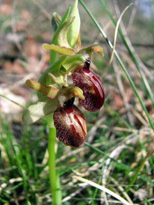 Hors région PCV Ophrys exaltata subsp. marzuola. Caractéristiques de l'espèce. . Lauzerte. SFO Poitou-Charentes (Vienne, Deux-Sèvres, Charente, Charente-Maritime) et Vendée. 