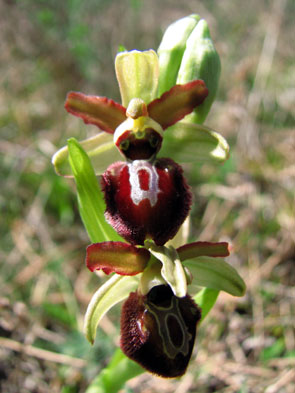 Hors région PCV Ophrys exaltata subsp. marzuola. Caractéristiques de la fleur. Lauzerte. SFO Poitou-Charentes (Vienne, Deux-Sèvres, Charente, Charente-Maritime) et Vendée. 