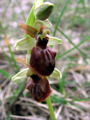 Hors région PCV Ophrys exaltata subsp. marzuola. Caractéristiques florales. Lauzerte. SFO Poitou-Charentes (Vienne, Deux-Sèvres, Charente, Charente-Maritime) et Vendée. 