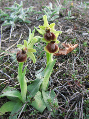 Hors région PCV Ophrys exaltata subsp. marzuola. Possible Hybride avec Ophrys araneola. Lauzerte. SFO Poitou-Charentes (Vienne, Deux-Sèvres, Charente, Charente-Maritime) et Vendée. 