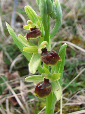 Hors région PCV Ophrys exaltata subsp. marzuola. Hybride potentiel avec Ophrys araneola. Lauzerte. SFO Poitou-Charentes (Vienne, Deux-Sèvres, Charente, Charente-Maritime) et Vendée. 