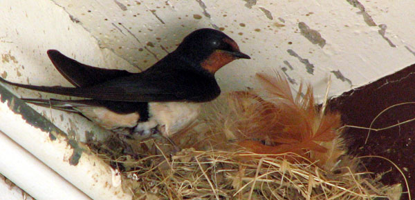 Oiseaux. L'Hirondelle de Cheminée. Femelle sur son nid. SFO PCV Société Française d'Orchidophilie de Poitou-Charentes et Vendée