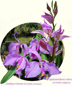 Une orchidée indigène Cephalanthera rubra en incrustation à côté d'une orchidée exotique Cattleya trianae : même organisation, même beauté.