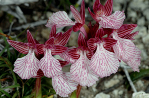 Les Orchidées de Grèce - île de Rhodes. (28) Ophrys papilionacea var. heroica. Photo SFO PCV Jacques Potiron.