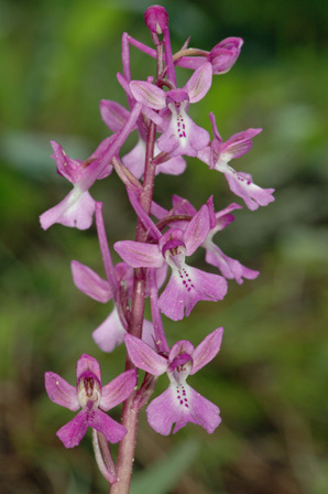Les Orchidées de Grèce - île de Rhodes. (29) Orchis anatolica. photo SFO PCV Jacques Potiron.