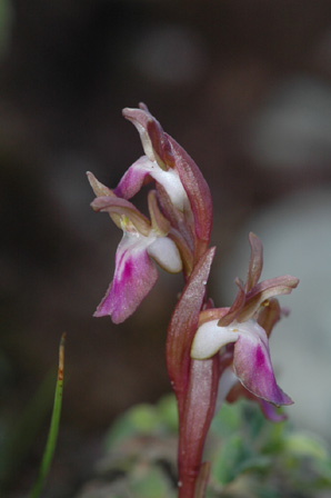 Les Orchidées de Grèce - île de Rhodes. (30) Orchis collina. Photo SFO PCV Jacques Potiron.
