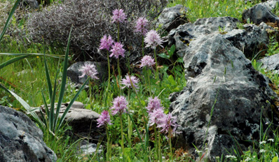 Les Orchidées de Grèce - île de Rhodes. (31) Orchis italica. Photo SFO PCV Jacques Potiron.