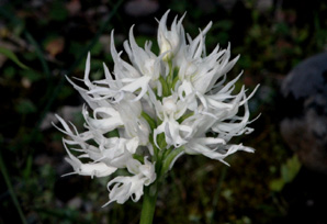 Les Orchidées de Grèce - île de Rhodes. (31) Orchis italica. Photo SFO PCV Jacques Potiron.