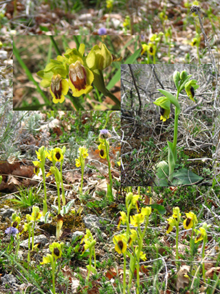Ophrys lutea Lauzerte Sur les Chemins de randonnée de Saint Jacques de Compostelle - Le Tarn et Garonne Jacquaire - Lauzerte. Photo JPR SFO Poitou-Charentes et Vendée
