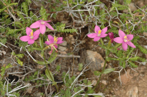 Centaurium pulchellum. Les Orchidées de Grèce - île de Rhodes. Botanique générale. (1) Photo SFO PCV Jacques Potiron.
