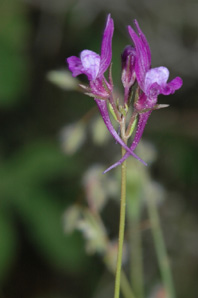 Linaria pelisserina. Les Orchidées de Grèce - île de Rhodes. Botanique générale. (1) Photo SFO PCV Jacques Potiron.