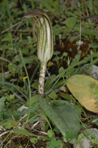 Arisarum vulgare. Les Orchidées de Grèce - île de Rhodes. Botanique générale. (1) Photo SFO PCV Jacques Potiron.