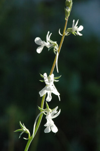 Linaria chalepensis. Les Orchidées de Grèce - île de Rhodes. Botanique générale. (1) Photo SFO PCV Jacques Potiron.