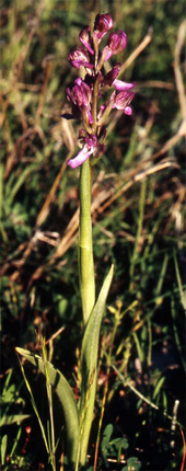 Les Orchidées de Grèce continentale - L'Epire - Page 1 Orchis albanica.