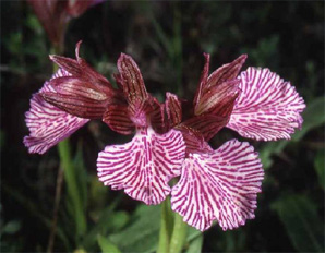 HORS REGION - ITALIE - Les Orchidées de Sicile (5) Orchis papilionacea var. decipiens. Photo SFO PCV.