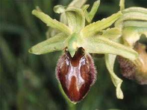 HORS REGION - ITALIE - Les Orchidées de Sicile (2) Ophrys exaltata SFO PCV