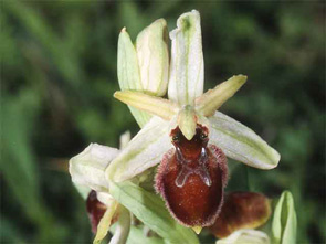 HORS REGION - ITALIE - Les Orchidées de Sicile (2) Ophrys exaltata SFO PCV