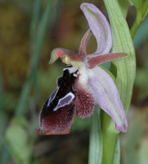 Les Orchidées de Grèce - île de Rhodes. (25) Ophrys reinholdii. Photo SFO PCV Jacques Potiron.