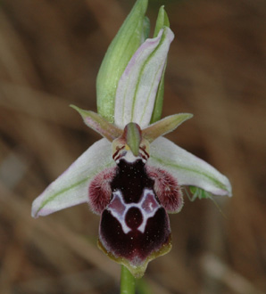 Les Orchidées de Grèce - île de Rhodes. (25) Ophrys reinholdii. Photo SFO PCV Jacques Potiron.