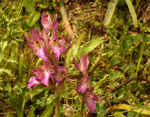 HORS REGION - ITALIE - Les Orchidées de Sicile (5) Orchis papilionacea var. decipiens. Photo SFO PCV.