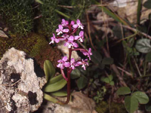 HORS REGION - ITALIE - Les Orchidées de Sicile (2) Orchis brancifortii SFO PCV