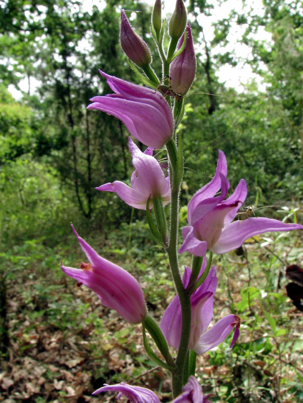 Cephalanthera rubra un joyau de l'orchidoflore du Poitou-Charentes variations SFO PCV - Société Française d'Orchidophilie de Poitou-Charentes et Vendée