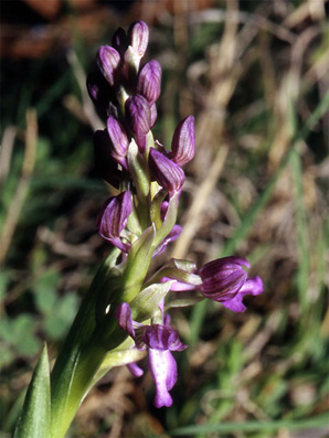 Les Orchidées de Grèce continentale - L'Epire - Page 1 Orchis albanica. SFO Poitou-Charentes et Vendée. photo 3