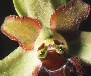 Variations. Ophrys argensonensis. Pseudo-yeux. SFO PCV Société Française d'Orchidophilie de Poitou-Charentes et Vendée 
