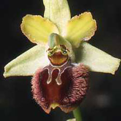 Variations. Ophrys argensonensis. Fleuron 1. SFO PCV Société Française d'Orchidophilie de Poitou-Charentes et Vendée 