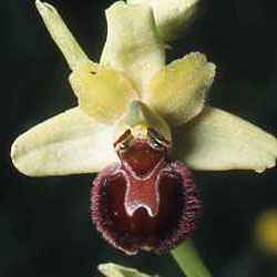 Variations. Ophrys argensonensis. Fleuron 4. SFO PCV Société Française d'Orchidophilie de Poitou-Charentes et Vendée 