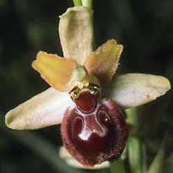 Variations. Ophrys argensonensis. Fleuron 5. SFO PCV Société Française d'Orchidophilie de Poitou-Charentes et Vendée 