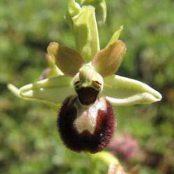 Variations. Ophrys argensonensis. Fleuron 7. SFO PCV Société Française d'Orchidophilie de Poitou-Charentes et Vendée 