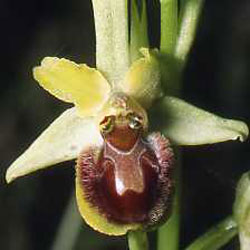Variations. Ophrys argensonensis. Fleuron 8. SFO PCV Société Française d'Orchidophilie de Poitou-Charentes et Vendée 