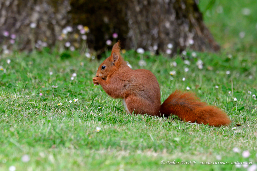 Ecureuil roux grignotant au sol