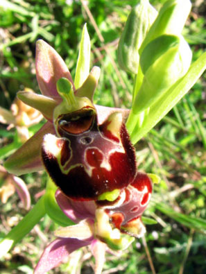 Hybride Ophrys pseudoscolopax x Ophrys provincialis. SFO PCV Société Française d'Orchidophilie de Poitou-Charentes et Vendée. Compte-rendu d'activités. Voyage d'étude dans les Bouches du Rhône. 