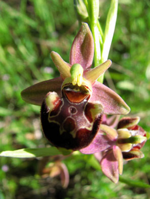 Hybride x Ophrys pseudoscolopax x Ophrys provincialis. SFO PCV Société Française d'Orchidophilie de Poitou-Charentes et Vendée. Compte-rendu d'activités. Voyage d'étude dans les Bouches du Rhône. 