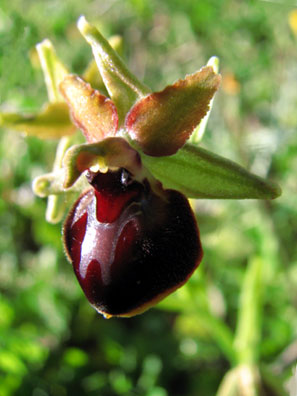 Hybride x Ophrys pseudoscolopax x Ophrys passionis. SFO PCV Société Française d'Orchidophilie de Poitou-Charentes et Vendée. Compte-rendu d'activités. Voyage d'étude dans les Bouches du Rhône
