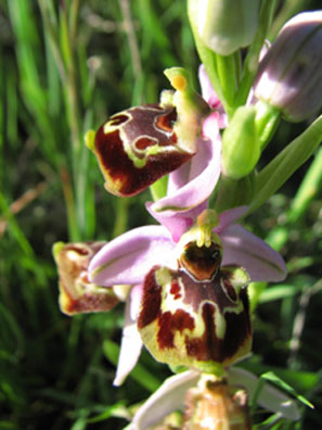 Ophrys pseudoscolopax. SFO PCV Société Française d'Orchidophilie de Poitou-Charentes et Vendée. Compte-rendu d'activités. Voyage d'étude dans les Bouches du Rhône
