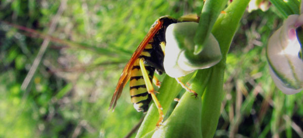 Insectes pollinisateurs. Une Tenthrède. Cephaledo meridiana sur Ophrys pseudoscolopax. SFO PCV