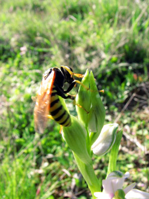 Hyménoptère pollinisateur visitant l'Ophrys pseudoscolopax. SFO PCV Société Française d'Orchidophilie de Poitou-Charentes et Vendée. Compte-rendu d'activités. Voyage d'étude dans les Bouches du Rhône