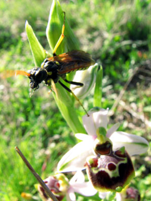 Insectes pollinisateurs. Tenthredinidae. Cephaledo meridiana sur Ophrys pseudoscolopax. SFO PCV Société Française d'Orchidophilie de Poitou-Charentes et Vendée